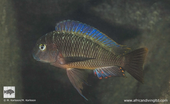 Tropheus moorii 'Kitango Rocks'
